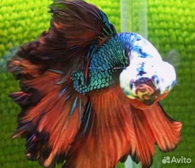 Рыбка петушок