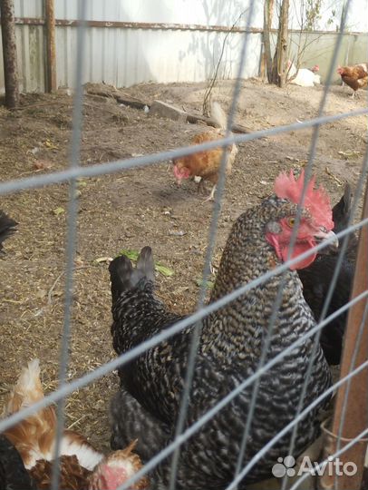 Молодые петухи