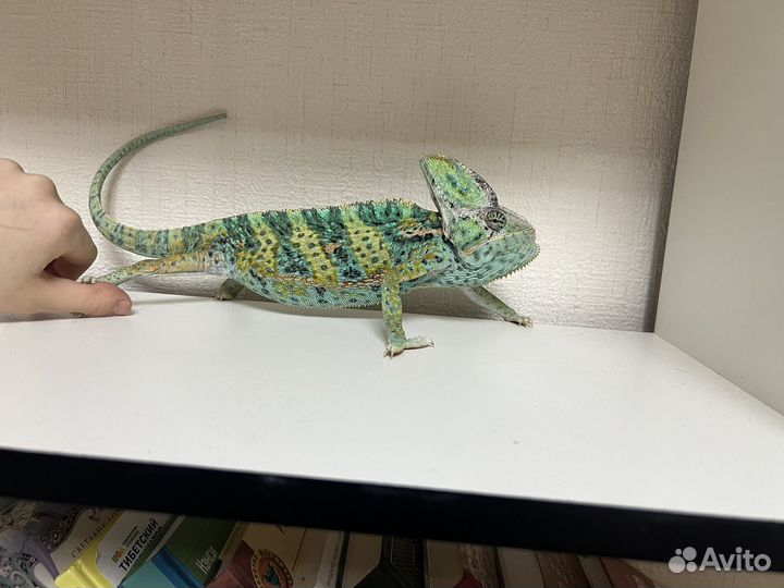 Хамелеон самец