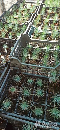 Сеянец Сосны