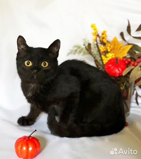 Сатурн, 3,5 месяца в добрые руки