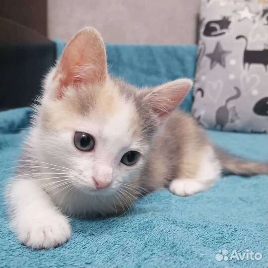 Манчкин