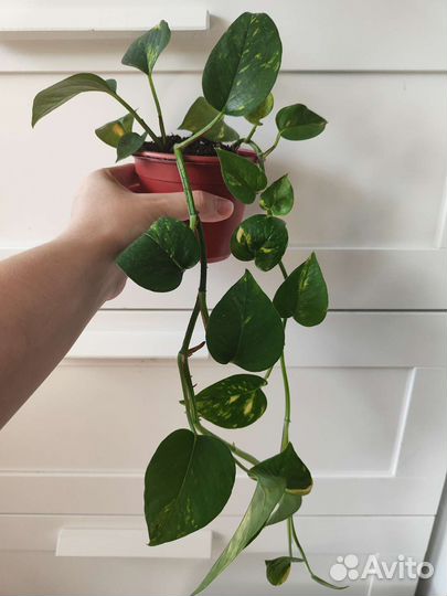 Эпипремнум ауреум и сциндапсус золотистый