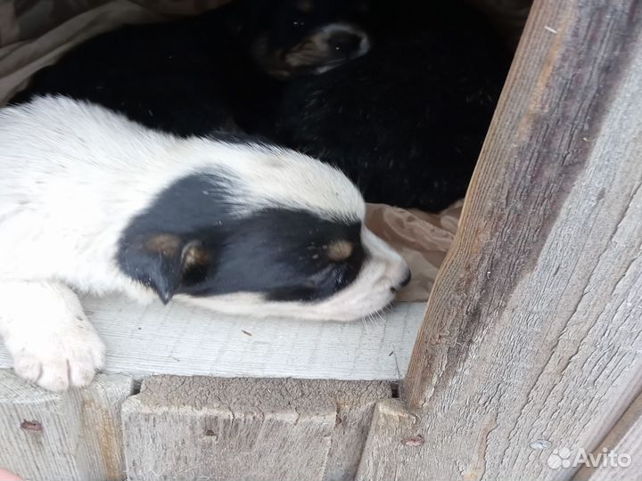 Щенки