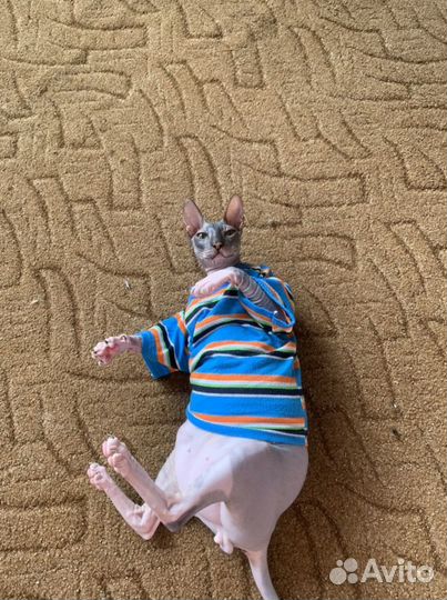 Донской сфинкс