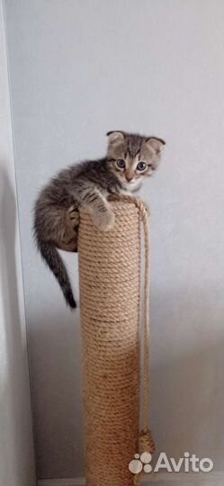 Отдам котят