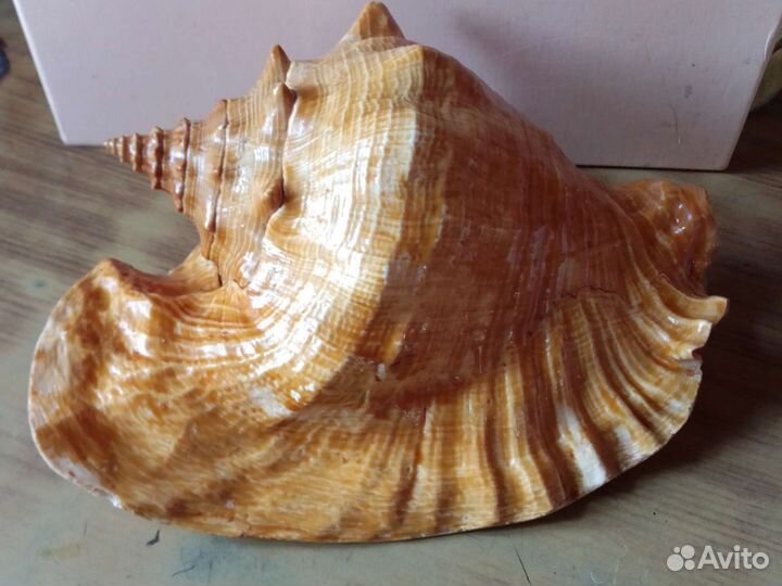 Морские ракушки раковины