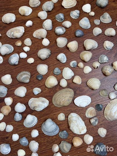 Морские ракушки