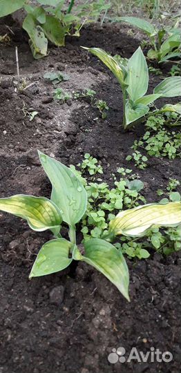 Хоста, брунера, марьин корень, пион, нарцисс, ла