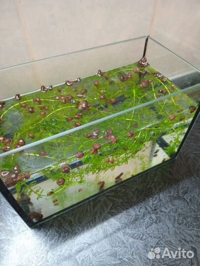 Улитки катушки и водоросли