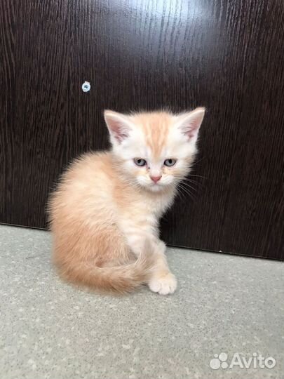 Котята отдам в добрые руки бесплатно