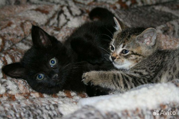 Шотланские котята