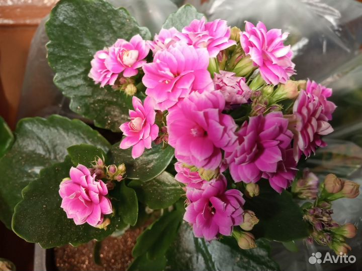 Каланхоэ цветущий