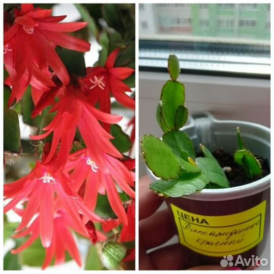 Декабрист/Рипсалидопсис