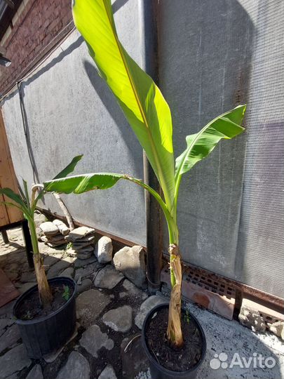 Банановая пальма