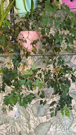 Циссус. Комнатная берёзка. Цветок домашний