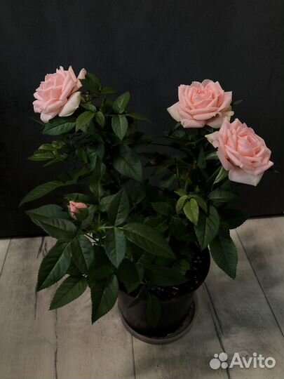 Роза в горшке,комнатные цветы