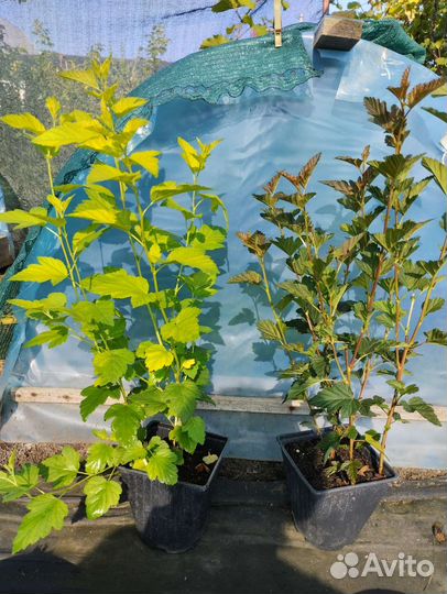 Декоративные многолетние растения