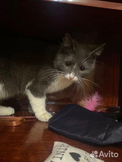 Пристраивается кошечка