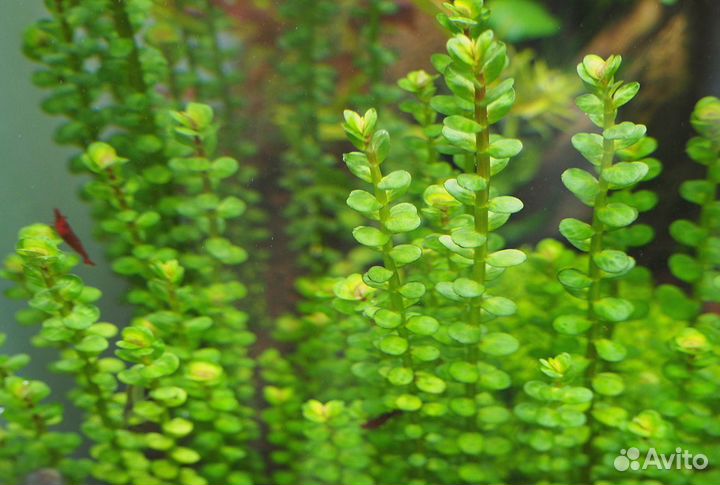 Аквариумные растения