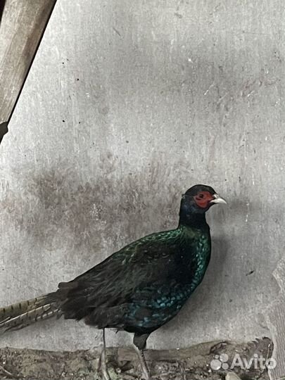 Румынский фазан