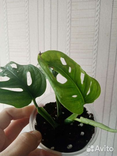 Монстера адансони