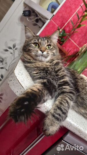 Кошечка в добрые руки