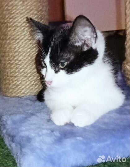 Котенок - метис, девочка