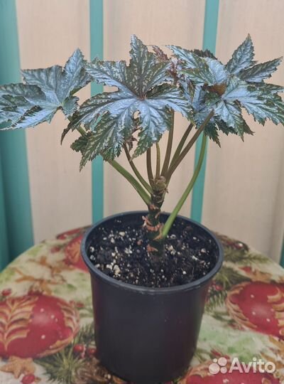 Бегония декоративно лиственная