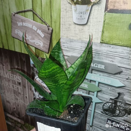 Комнатные цветы. Сансевиерия