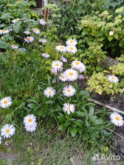 Многолетние цветы