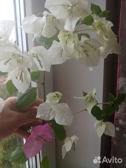 Продам цветы комнатные