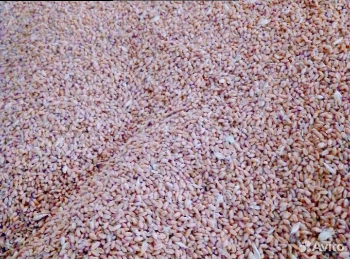 Пшеница, ячмень, кукуруза, мясокостная мука