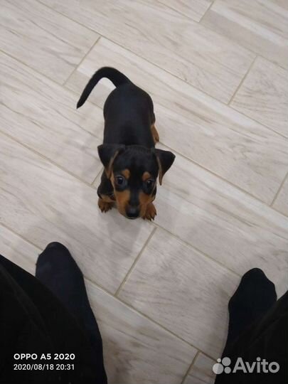 Ветеринарный врач-хирург к Вам на дом