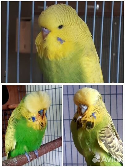 Попугаи ввп чех