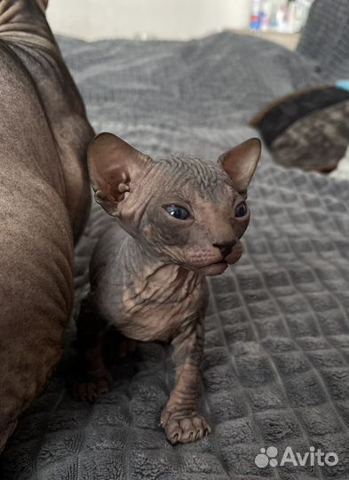 Котята сфинкс