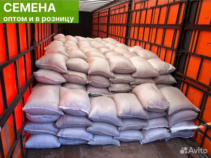 Газон семена трав