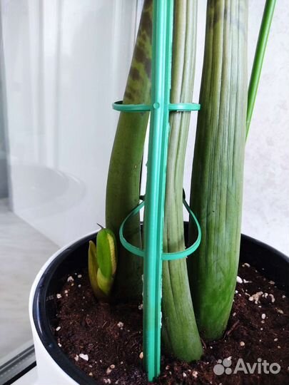 Замиокулькас, долларовое дерево