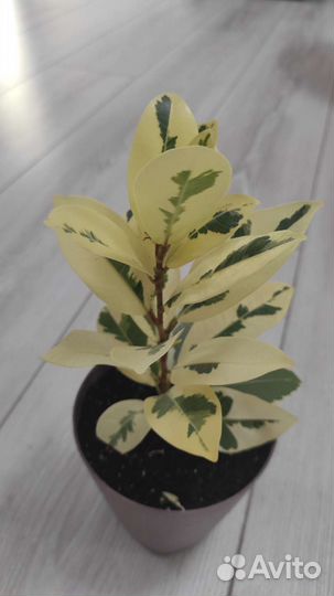 Фикус микрокарпа альбомаргината (фикус Альба)