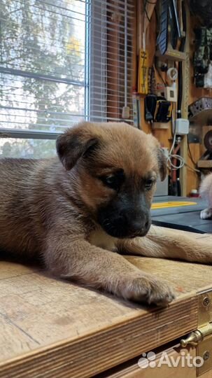 Щенки помесь немецкой овчарки и лайки