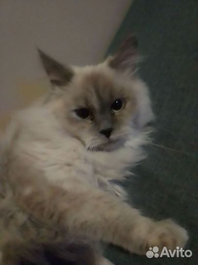 Невская маскарадная