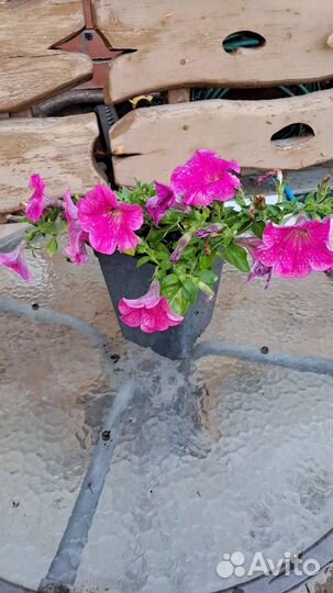 Петунья сортовая махровая рассада