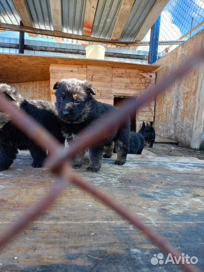 Щенки немецкой овчарки