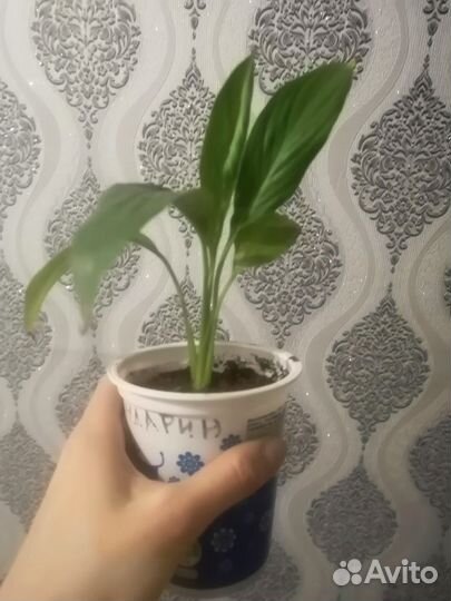Спатифиллум