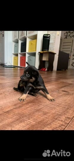 Той-терьер щенки