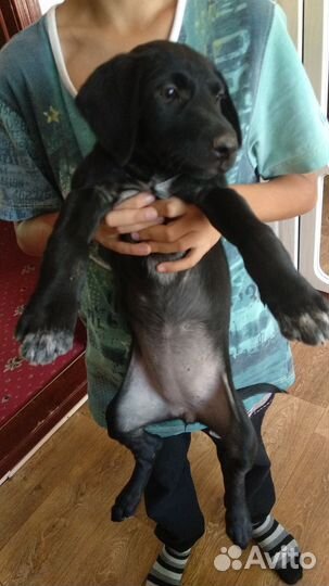 Щенок в добрые руки