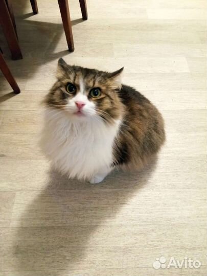 Котик Фомич