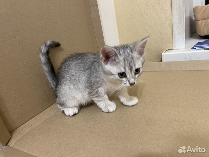 Котята 3 месяца
