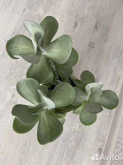 Суккуленты