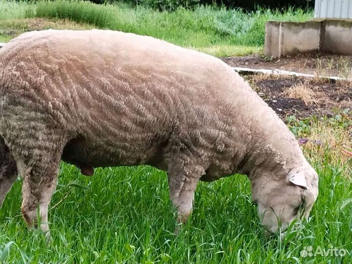 Баран тексель